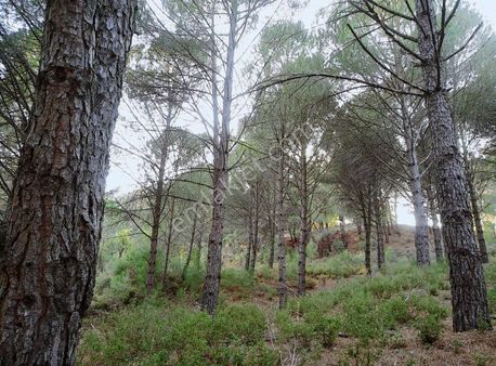 Bergama Kozak Yaylası Anayola 2.sıra 4345m2 Takaslı