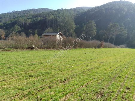 Çanakkale'nin Yenice Güzeloba Köyü'nde Satılık 4218 M2 Tarla