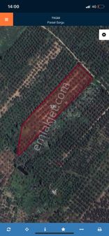 Full Deniz Manzaralı Zeytinlik