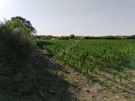 Ezine Şapköy İzmir Yolu Ve Yeni Osb. Ye Yakın Konumda Düz Arazi.