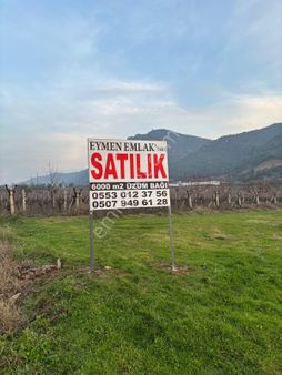 Turgutlu Eymen Emlak'tan Satılık 6 Dönüm Üzüm Bağı 🍇