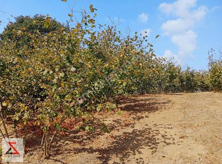 İzmit Karaabdulbaki Köyünde Fındıklık