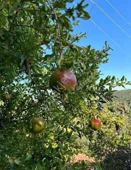 Arazi Uzmanından Bergama'dan Köy İçi İmarlı 115m2 Arsa