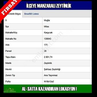Milas'ta Kargıcak Köyünde Harika Zeytinlik