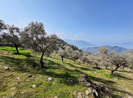 Aydın Çine Subaşı Köyünde Zeytinlik Fırsatı