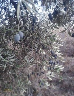 Çine'de Organize Sanayiye Yakın Dev Zeytinlik