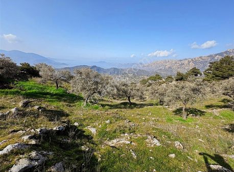 Aydın Çine Kirazderesi Organizenin Yanında Fırsat