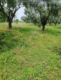 Turan Mahallesinde 1920 M2 Zeytinlik