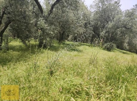 Detay Emlaktan Bandırma Edincik Mh. 1274 M² Satılık Zeytinlik !