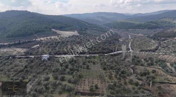 Yazlık Yapımına Uygun Aradığınız Zeytinlik !