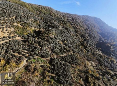 Detay Emlaktan Ballıpınar Mahallesinde Satılık 314m2 Zeytinlik !