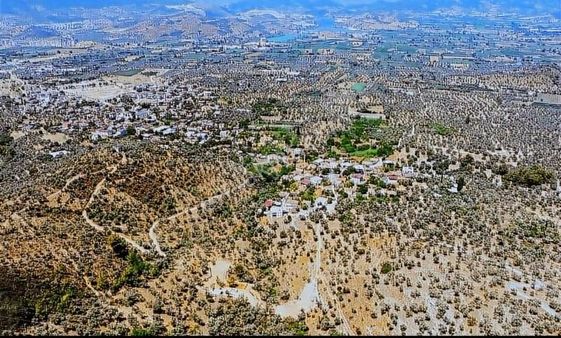 My Gayrimenkul Den Kırcağız Da 287m Zeytinlik