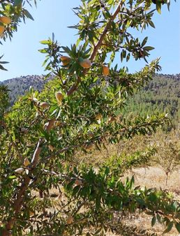 Karaman Bostanozü De 7700m2 Badem Bahçesi