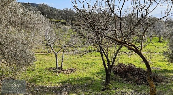 İzmir Torbalı Dirmil Mahallesinde Satılık Tek Tapu Zeytinlik!