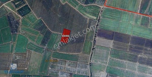 Çanakkale Biga Çavuşköy 3.784m2 Satılık Fırsat Tarla