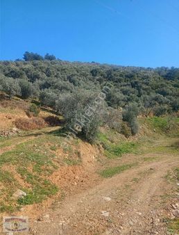 Selçuk Ta Abuhayat Bölgesinde Doğa Ve Denız Manzaralı Zeytinlik
