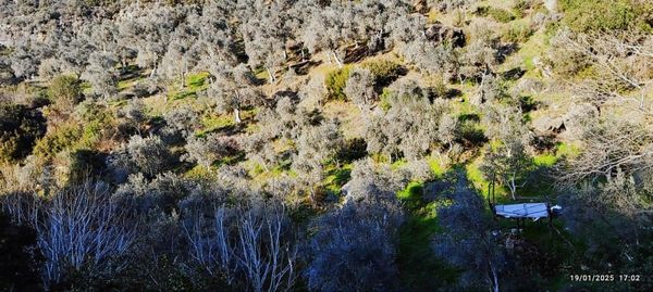 Ersoy Emlak'tan Satılık Zeytinlik