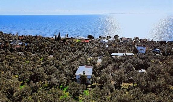 Muhteşem! Dağ Ve Deniz Manzaralı, İmar Yakını 4.674 M2 Zeytinlik