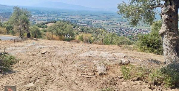 Aydın Satılık Koçarlı Haydarlı Mevkii 1020 M2 Söke Ovası Manzaralı Zeytinlik