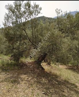 Altınoluk Narlı'da Satılık Deniz Manzaralı İmara Yakın Zeytinlik