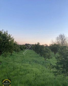 Köyceğiz Toparlar'da Tarla