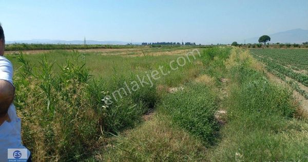 Menemen De Satılık Tarla 8000 M2 Asfalta Cepheli Suyu Var Elektrik Yakınında