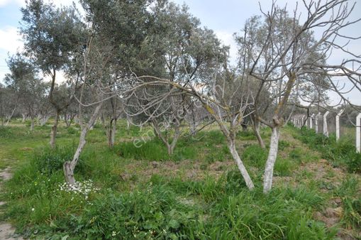 Söke'ye Yakın Satılık Zeytin İncir Bahçesi