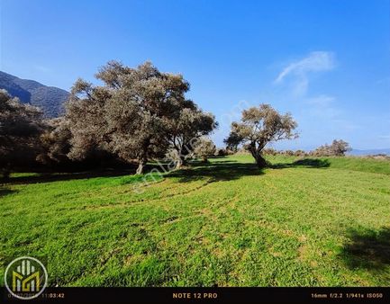 Birgi Bucak Yolunda Tek Tapu Zeytinlik