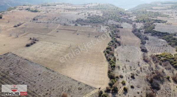 Erkuş Gyodan Denizli Bekilli Yeşiloba Fırsat Cevizlik