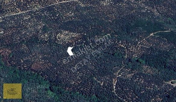 Detay Emlaktan Bandırma Edincik Mh. 709 M² Satılık Zeytinlik !