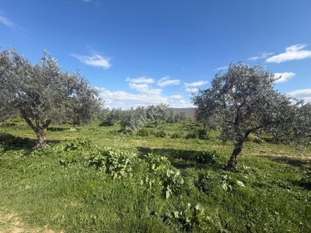 Akhisar Pınarcıkta Yola Cepheli Satılık 20 Dönüm Zeytinlik