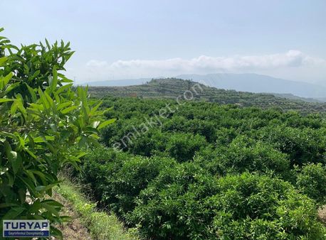 Yoğunoluk'ta Satılık Çok Bakımlı Mandalina Bahçesi