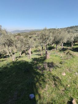 Aydın Söke Nalbantlar Mah. İçine Kadar Kadastro Yolu Bulunan Satılık Zeytinlik