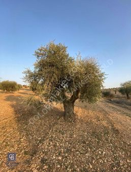 Coldwell Banker Golddan Satılık Evlik Zeytinlik