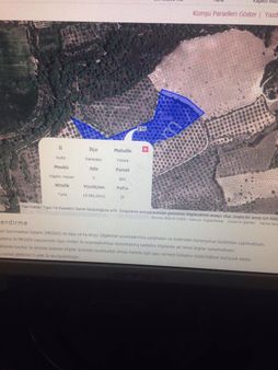 Aydın Karacasu Da 48 Dönüm Zeytin Lik Satılık