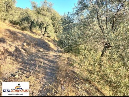 İzmir Bayındır Çamlıbel'de 1681 M2 Zeytinlik Satılık