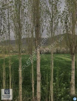 Ovacık'ta Müstakil Tapu 528 M2 Tarla