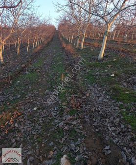Manisa Gördes Kürekçide 650 Dönüm Cevizlik Hazır Kurlu Düzen