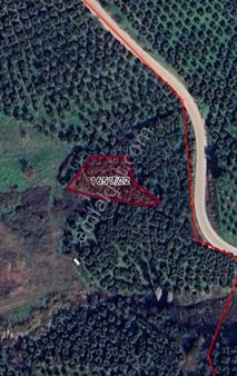 Gemlik Muratoba Köyünde Satılık Zeytinlik