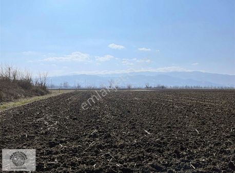 Arıfifiye Molla Köy Yatırımlık Tarla