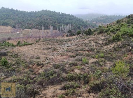 Ilıman Bölgede İncir, Kiraz, Üzüm, Ceviz Sera Yapılabilir