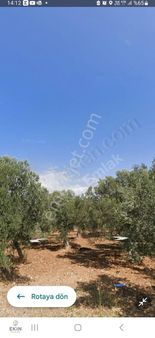 Pelitköy'de Muhteşem Konumda 8.5 Dönüm Zeytinlik!