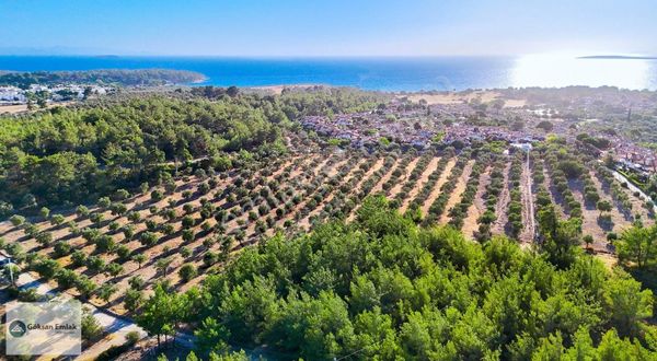 Milas Bozbük'te Denize 750 Metre Mesafede 9800 M² Zeytinli Tarla