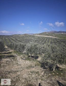 Alaşehir Gümüşcay Köyünde Satılık Zeytinlik