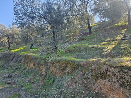 Burhaniye Yabancılar Köyü Mevkiinde Yolu Olan 7.5 Dönüm Satılık Zeytinlik!
