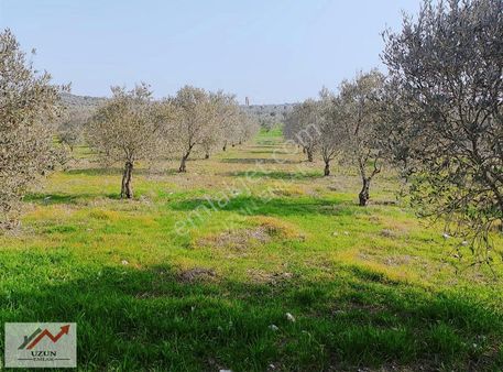 Uzun Emlak'tan Akhisar Ballıca'da Satılık Fırsat Zeytinlik