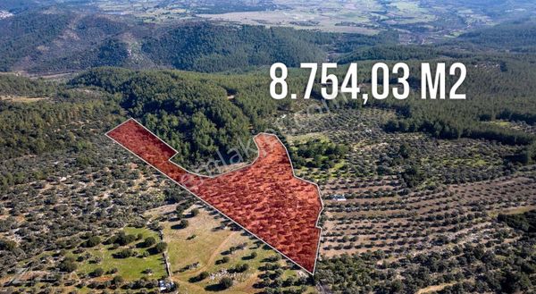 Zeta - Milas Alaçam'da 8.754 M2 Satılık Zeytinlik