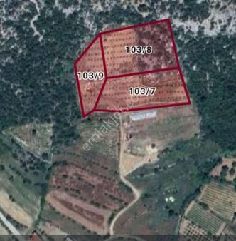 Akseki Murtici Taslıca Da Satılık 13 Dönüm Bahçe