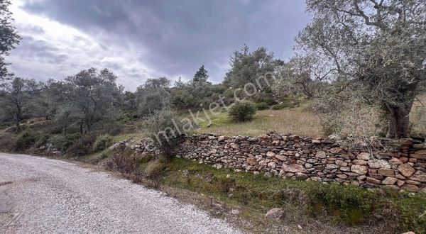 Zeta - Çiftlik'te Asfalt Yola Cepheli 3.480 M2 Satılık Zeytinlik