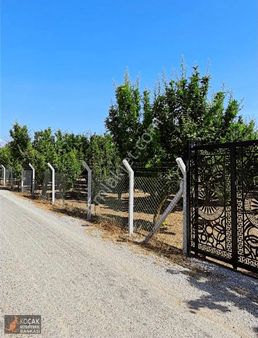 İznik Merkez Tapulu Asfalt Cepheli 3463m2 Meyve Bahçesi